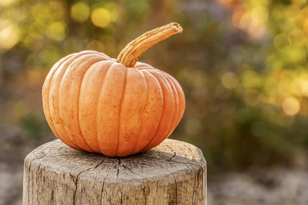 Hortalizas de temporada: recetas con calabaza para preparar en otoño